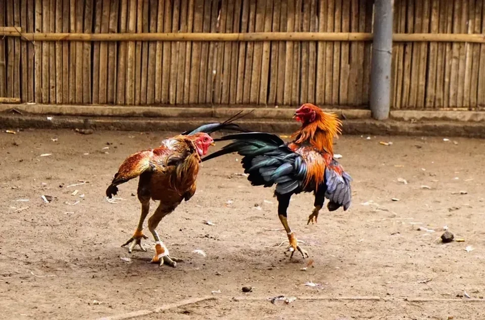 Người chơi chuyên nghiệp luôn giữ bình tĩnh trong mọi tình huống