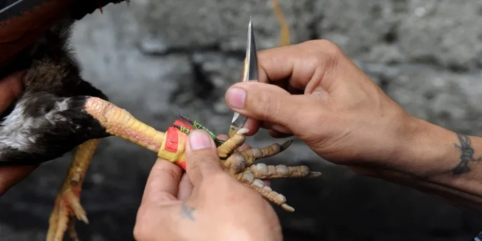 Daga88 cho phép chọn độ phân giải phù hợp để xem không gián đoạn
