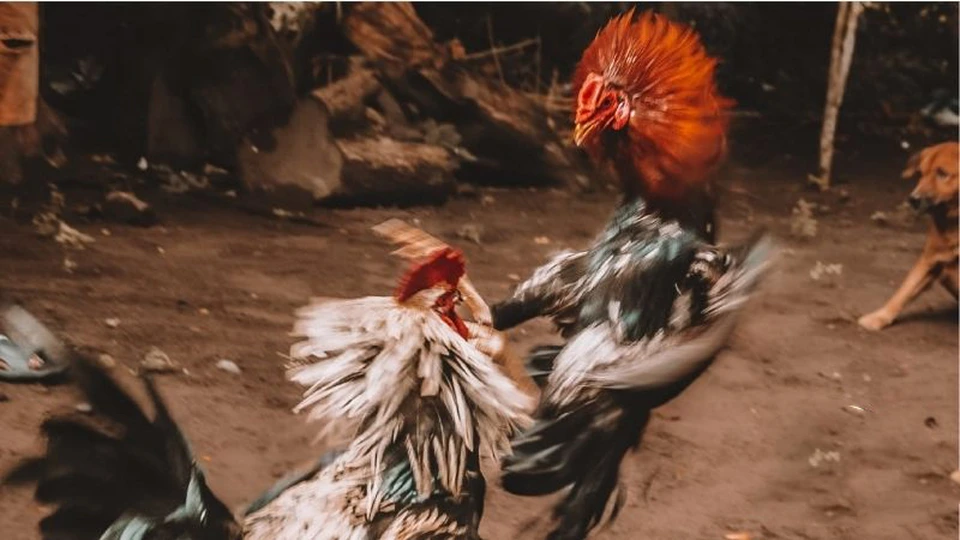 Tỷ lệ cược minh bạch – hệ thống rõ ràng
