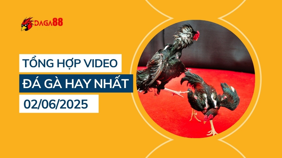 tong-hop-video-da-ga-hay-nhat-02-06-2025