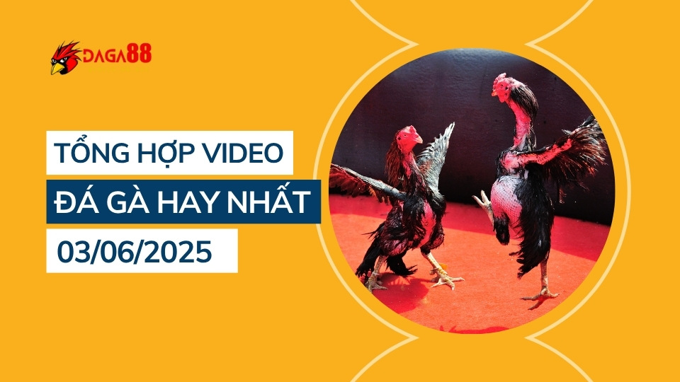 tong-hop-video-da-ga-hay-nhat-03-06-2025