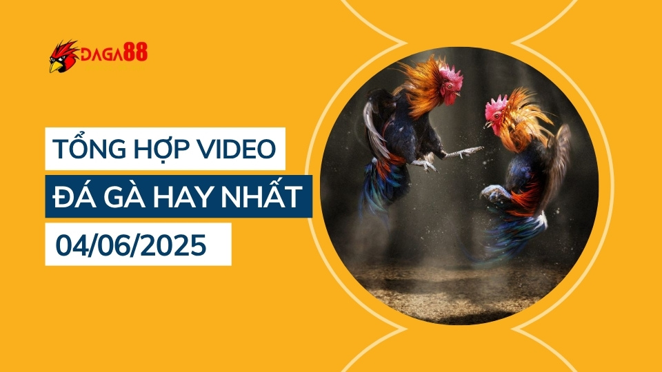 Tổng hợp video đá gà hay nhất 04/06/2025