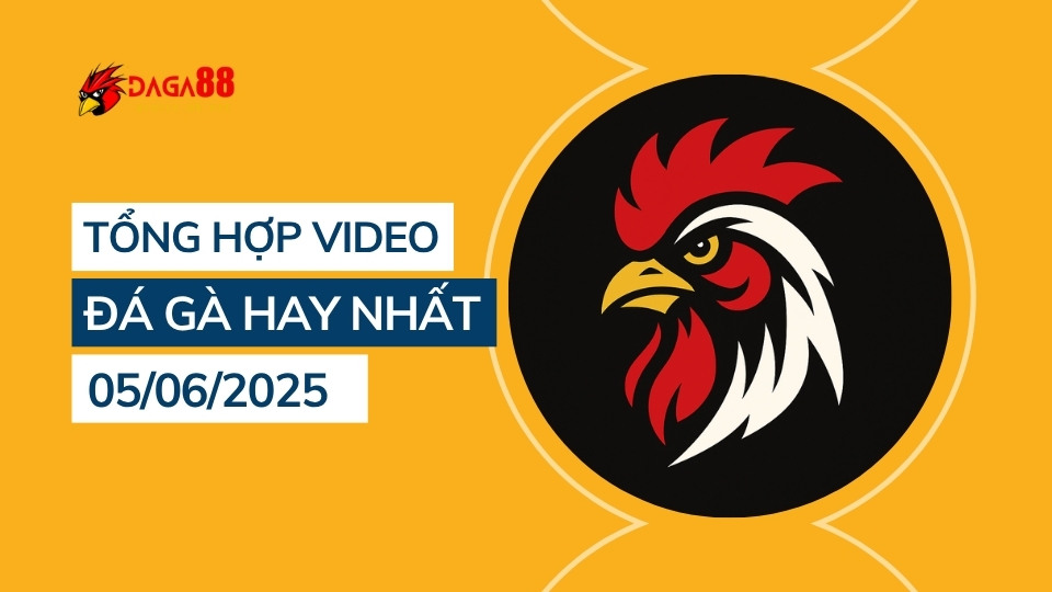 Tổng hợp video đá gà hay nhất 05/06/2025