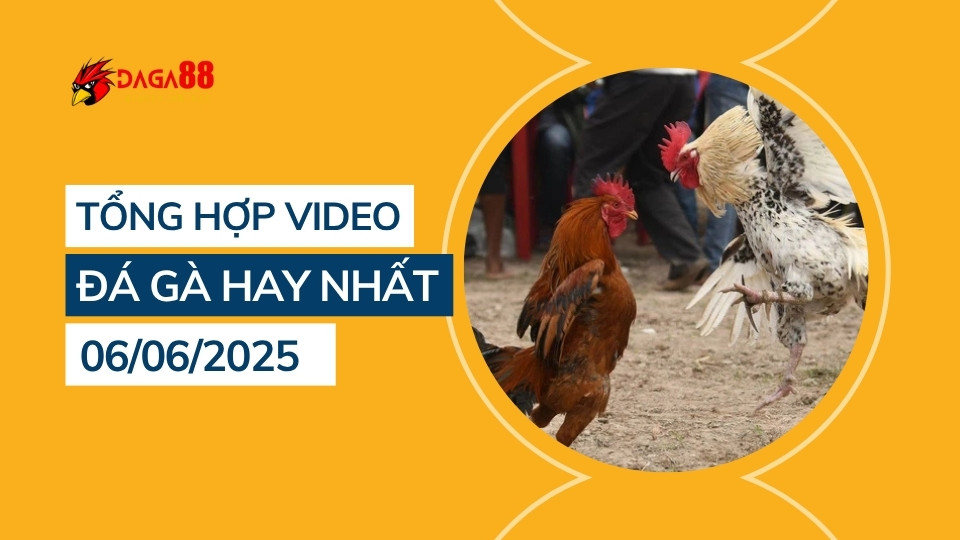 Tổng hợp video đá gà hay nhất 06/06/2025