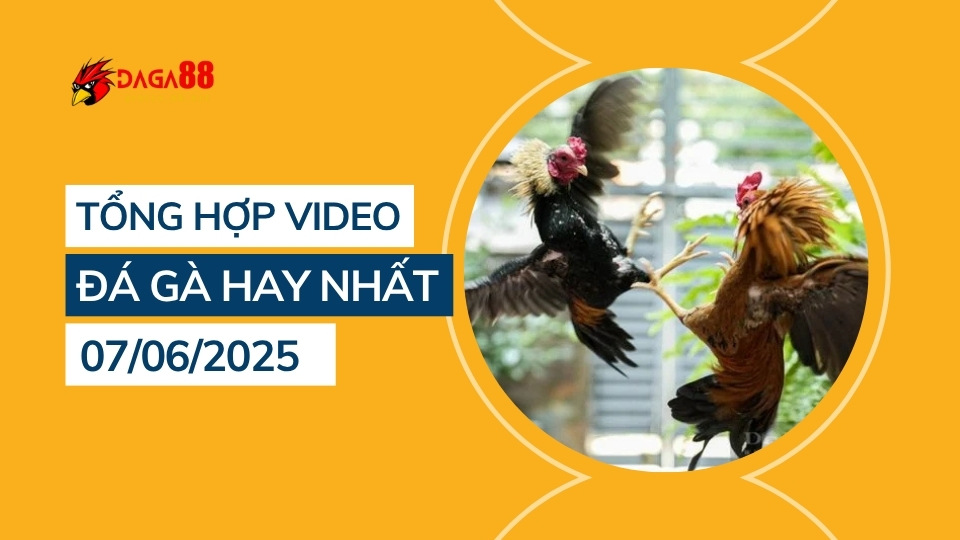 Tổng hợp video đá gà hay nhất 07/06/2025