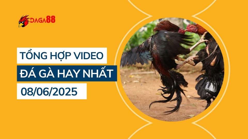 Tiếp với tiêu đề: Tổng hợp video đá gà hay nhất 08/06/2025