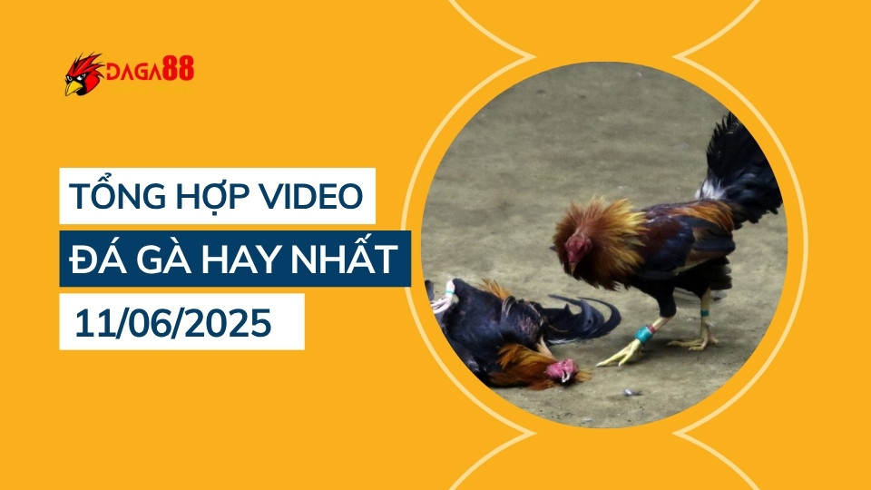 Tổng hợp video đá gà hay nhất 11/06/2025