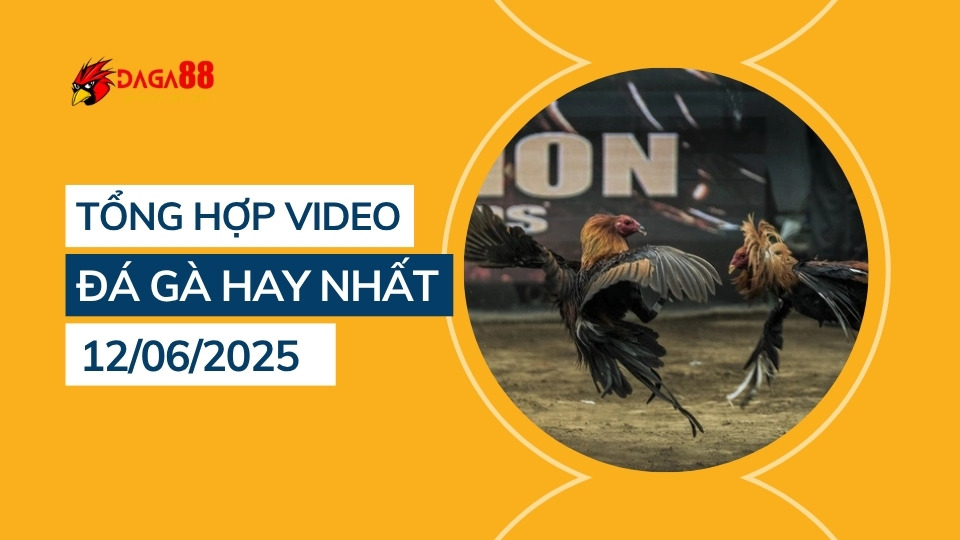 Tổng hợp video đá gà hay nhất 12/06/2025