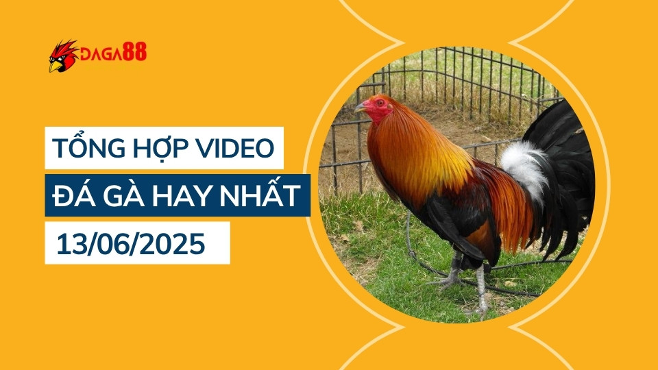Tổng hợp video đá gà hay nhất 13/06/2025