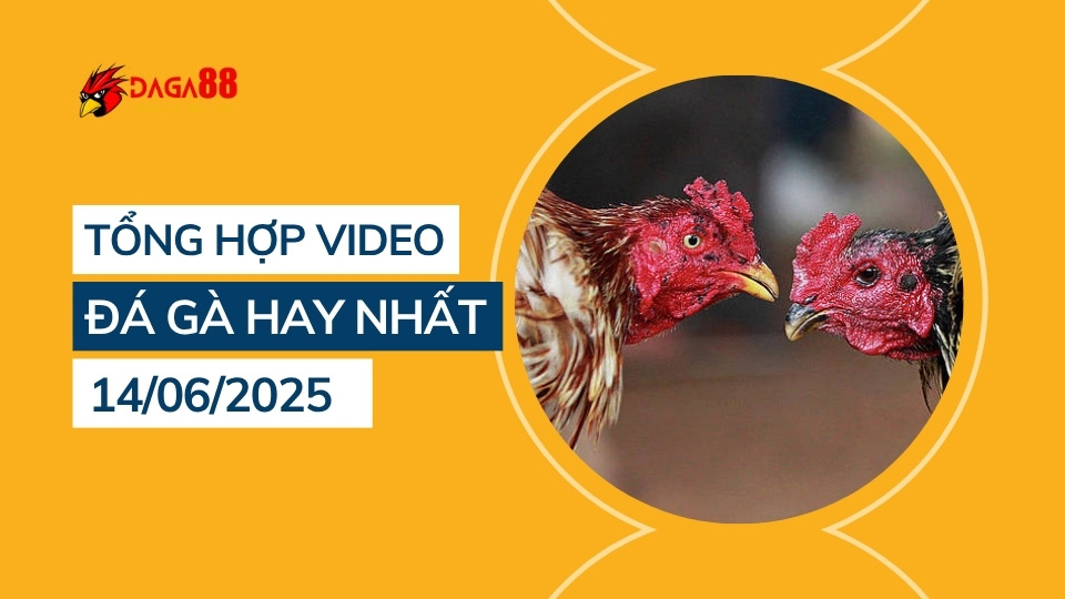 Tổng hợp video đá gà hay nhất 14/06/2025