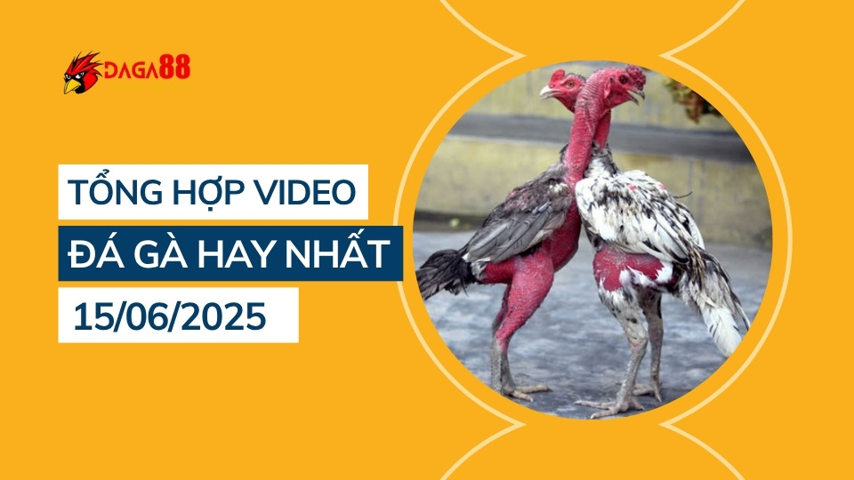 Tổng hợp video đá gà hay nhất 15/06/2025