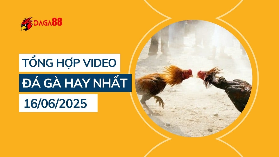 Tổng hợp video đá gà hay nhất 16/06/2025
