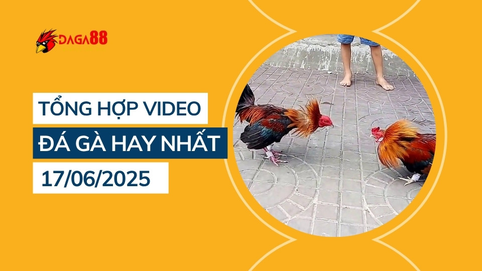 Tổng hợp video đá gà hay nhất 17/06/2025